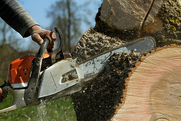 Large Tree Removal in Holly Ridge, NC